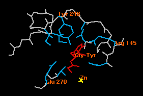 enzyme.gif